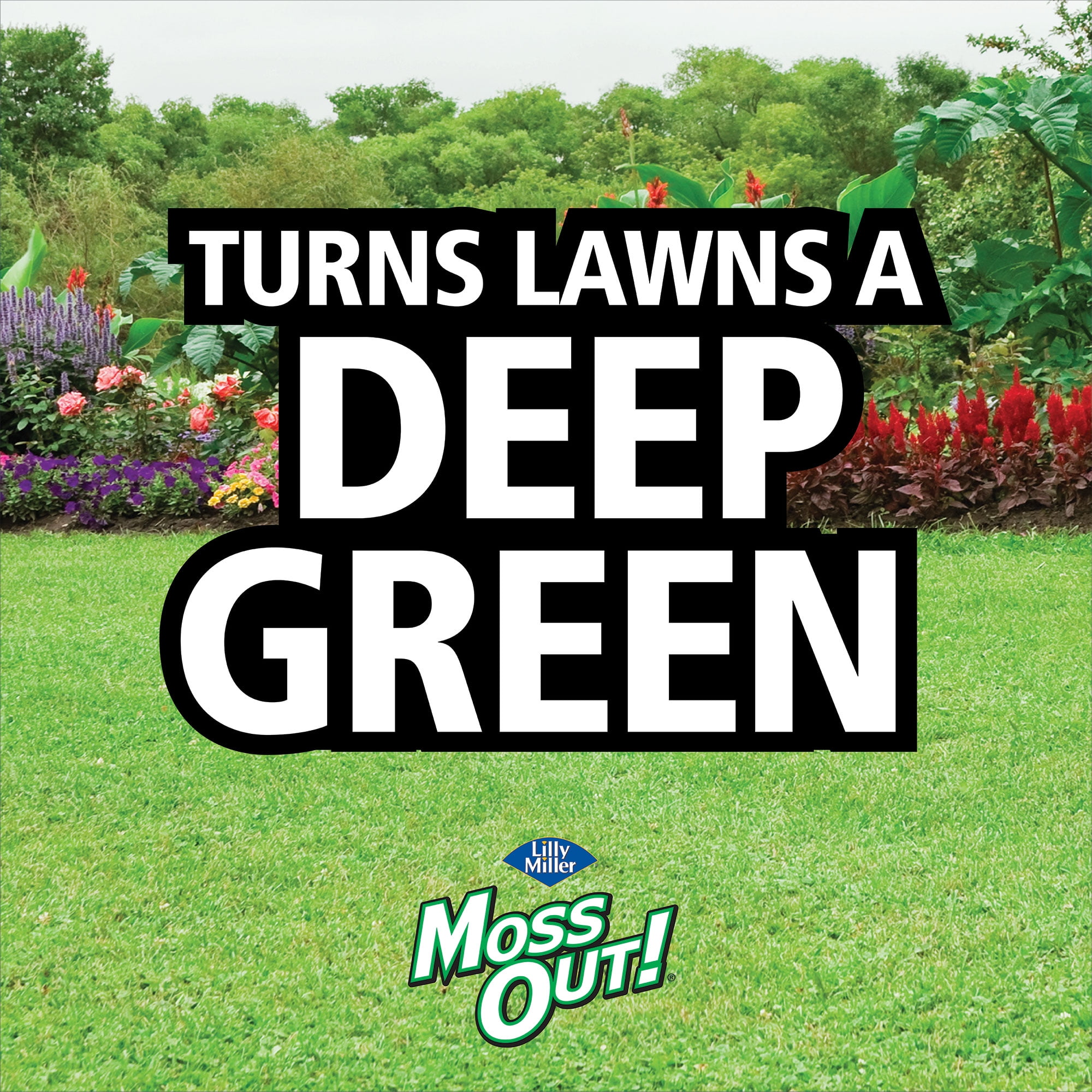 Lilly Miller Moss Out! Spot Treater for Lawns & Flower Beds, Herbicide, 3lb. 1 pack