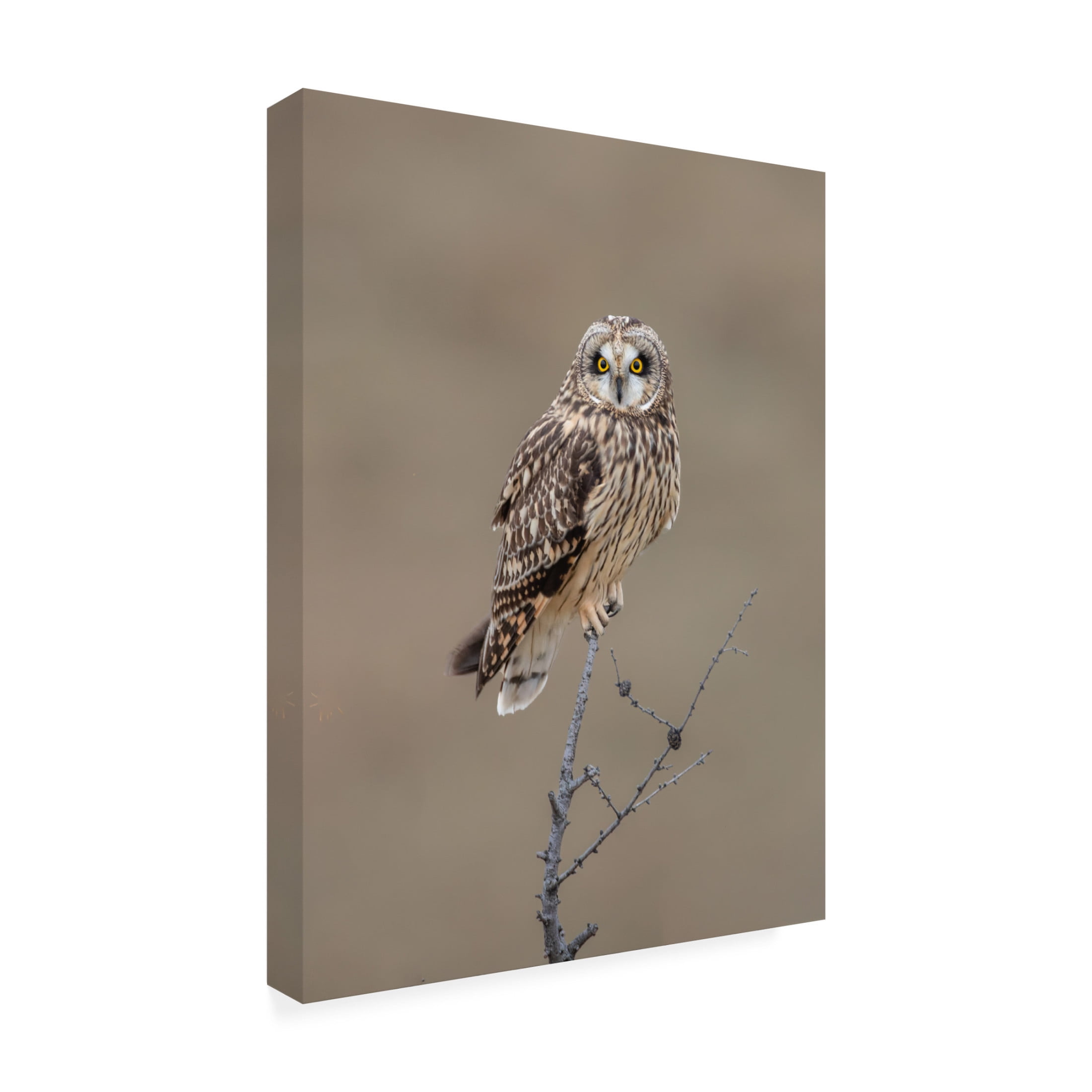 Trademark Fine Art Donald Luo Short Eared Owl Canvas Wall Art