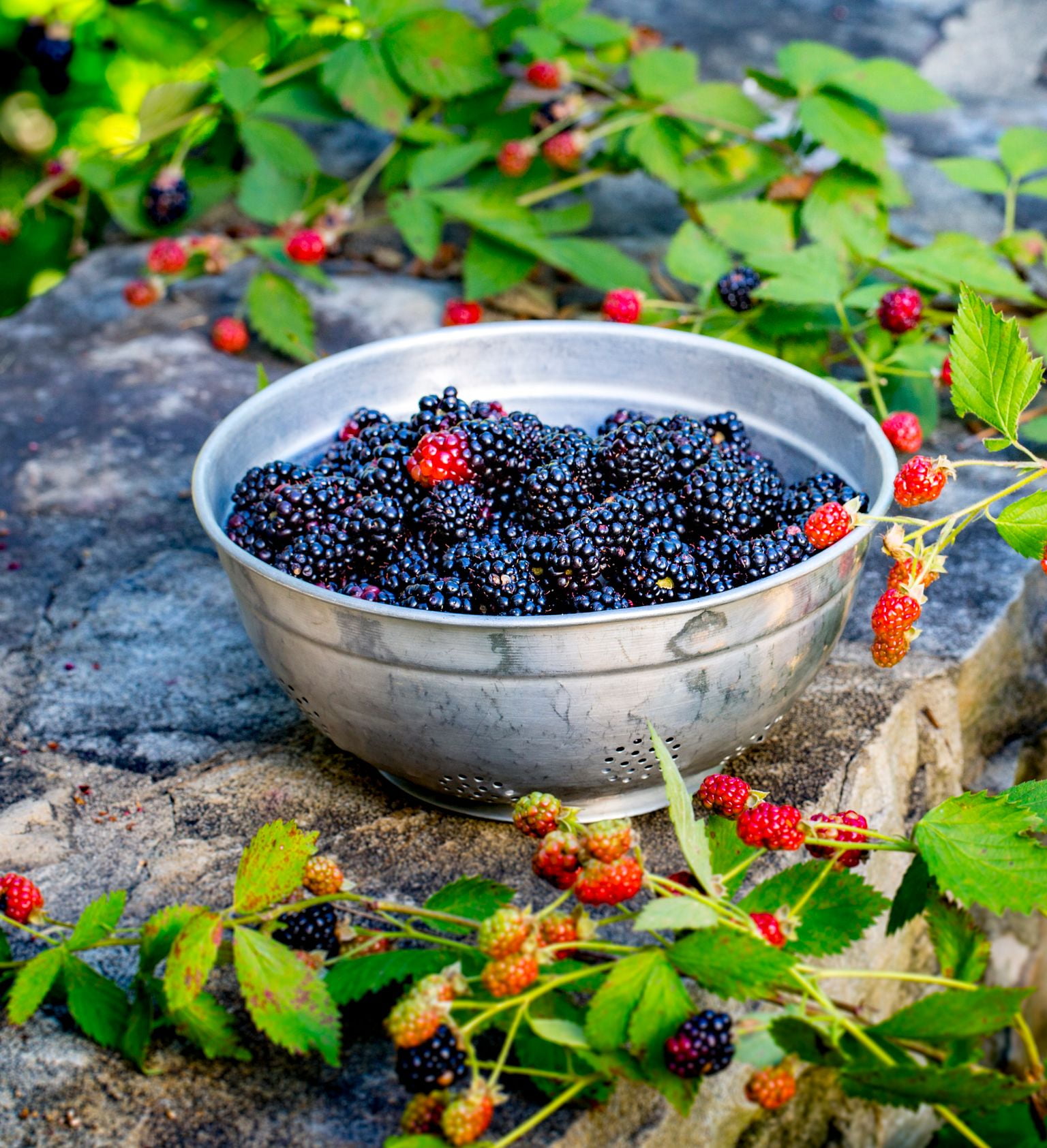 Southern Living Osage Thornless Blackberry Bush Live Shrub in 2.5-Quart Grower Pot