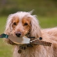 thumbnail image 3 of Durable Floating Training Squeaky Toy For Interactive Puppy And Adult Dog Exercise Companionship Outdoor Activity, 3 of 4