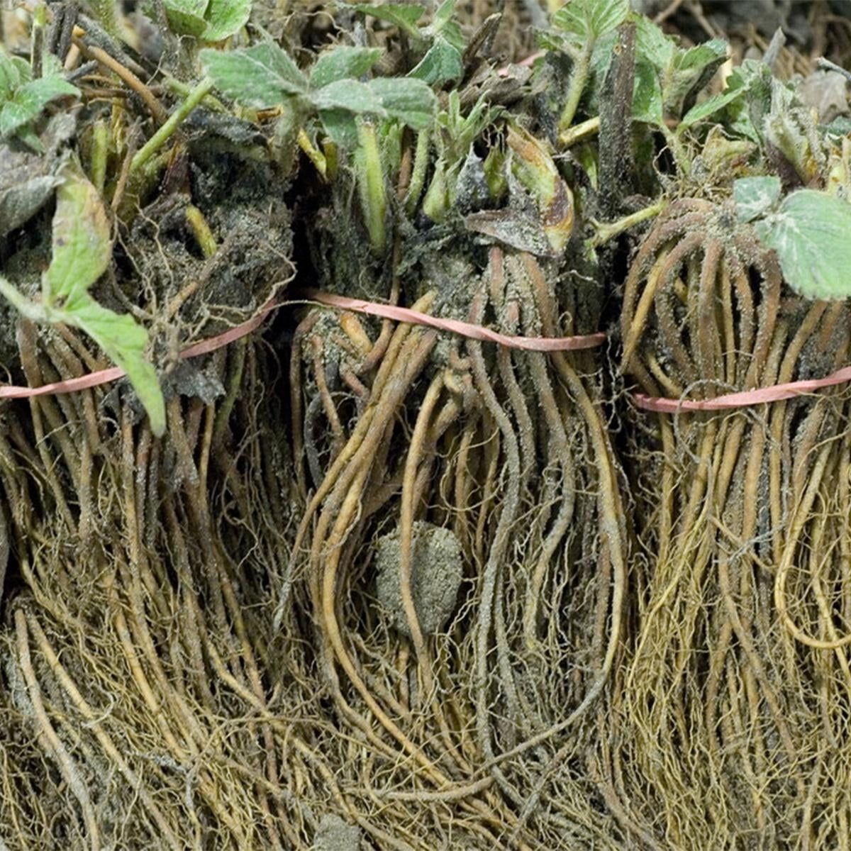 Van Zyverden Junebearing Strawberries Allstar Set of 20 Plant Roots White Full Sun