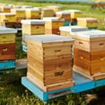 thumbnail image 7 of 8 Frame Beehive Screened Bottom Board Dipped in 100% Beeswax for Langstroth Beekeeping, 7 of 7
