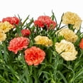 thumbnail image 3 of Expert Gardener 1.25G Multicolor Dianthus Live Plants with Decorative Planter, 3 of 3