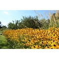 thumbnail image 3 of 2000 BLACK EYED SUSAN Rudbeckia Hirta Yellow Heirloom Native Flower Seeds, 3 of 11