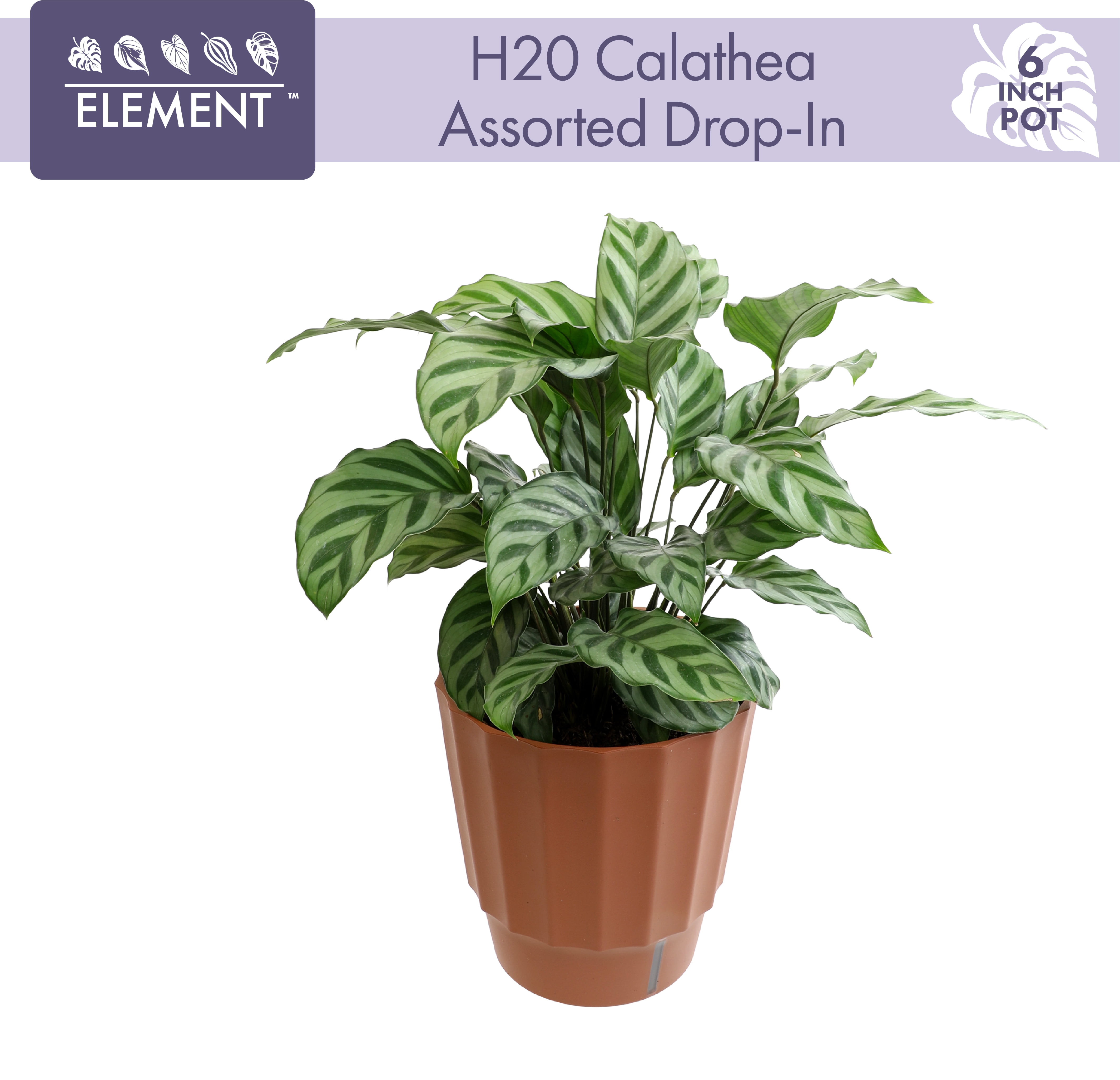 Calathea 'Misto' - Prayer Plant (4.5 Pot)
