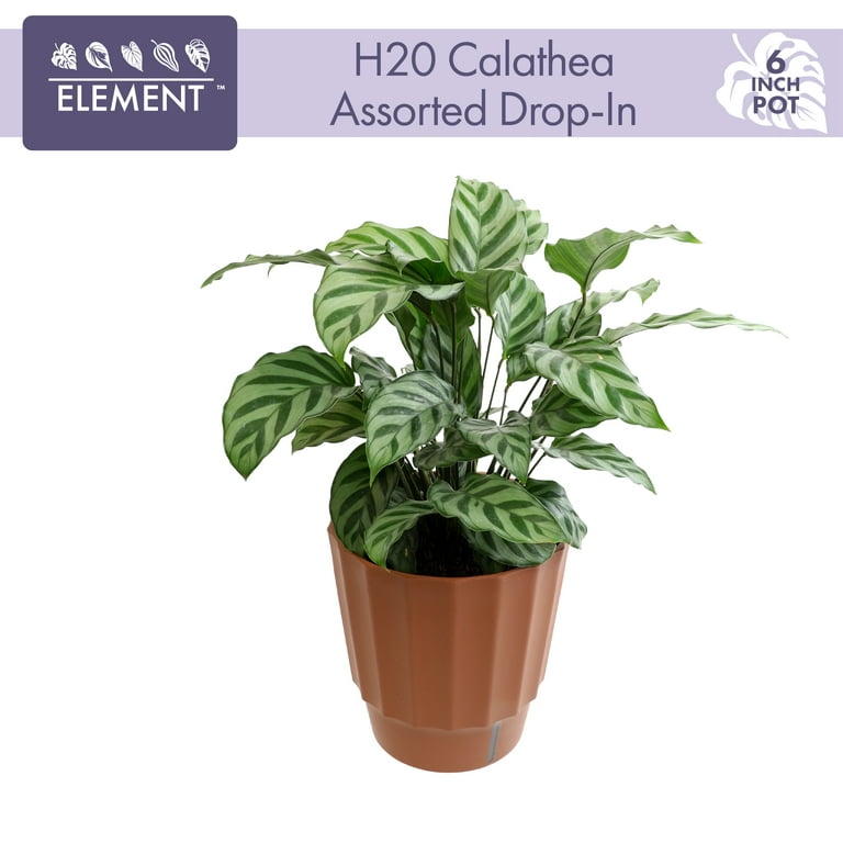 Element by Altman Plants 6in Calathea Plant in H20 Self Watering Pot -  Walmart.com