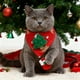thumbnail image 5 of Christmas Cute Decoration Pet Adjustable Button Wipes Santa Claus Printed Triangular Wipes, 5 of 6