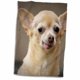 thumbnail image 1 of Toalla 3dRose Toothless Chihuahua Dog Santa Fe, Nuevo México, 1 of 3