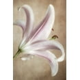 thumbnail image 2 of Poinski, Dianne 17x24 White Modern Wood Framed Museum Art Print Titled - Lavender Lily, 2 of 4