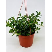 Goldfish Plant 6" Hanging Basket - Blooms Frequently!