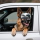 thumbnail image 2 of Gafas para Perro NAMSAN para Perros Grandes, Gafas de Sol Anti-UV Plateadas, 2 of 6