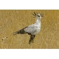 thumbnail image 2 of Williams, Joanne 24x17 Black Ornate Wood Framed with Double Matting Museum Art Print Titled - Kenya Secretary bird in tall grass, 2 of 4