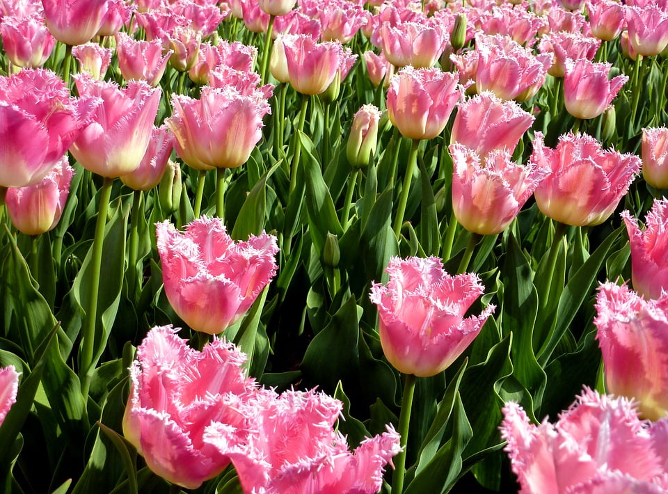 Flower Flowering Tulips Garden Petals20 Inch By 30 Inch Laminated