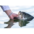 thumbnail image 6 of PowerBait® The Champ Minnow, 6 of 10