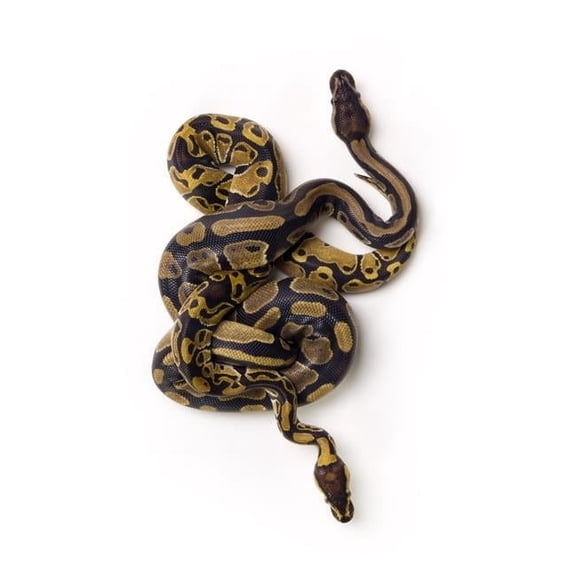 Two Ball Python Snakes Intertwined Poster Print by Corey Hochachka, 12 x 17
