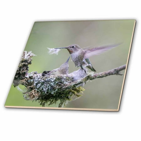 Down Tile - 3dRose Washington. Annas Hummingbird female removes some down from nest. - Ceramic Tile, 6-inch