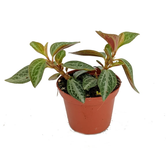 Silver and Red Peperomia trinervis - 2.5" Pot