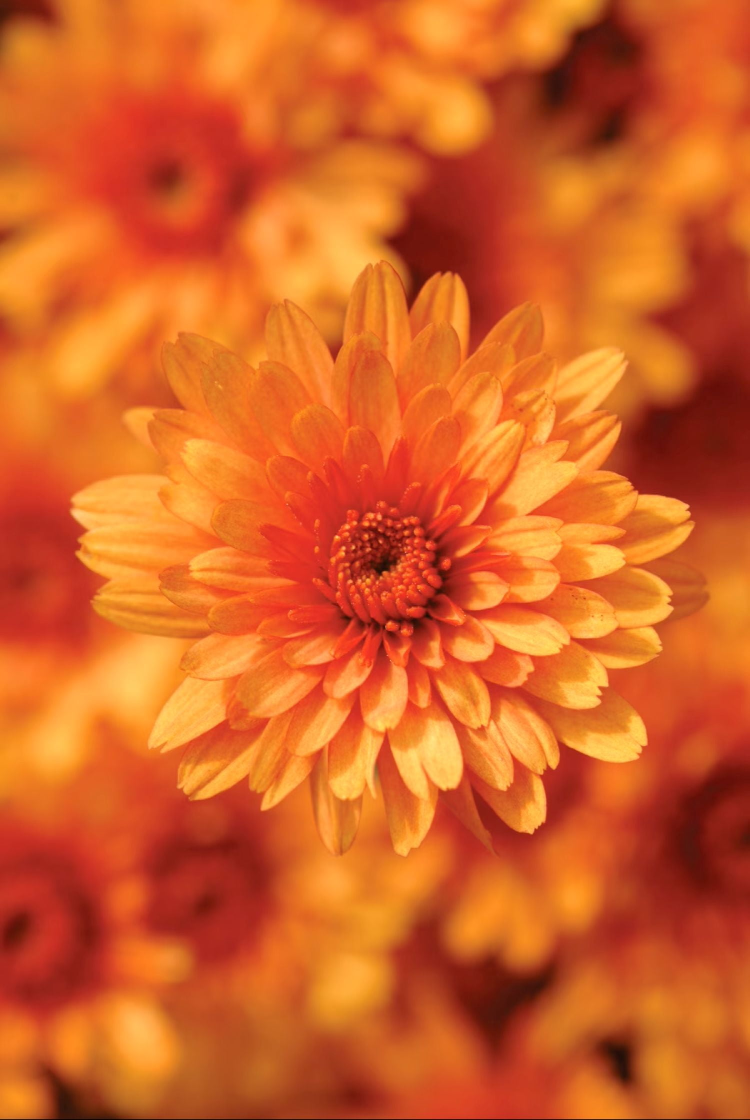 Expert Gardener Quart Orange Mum Live Plant in 1QT Grower Pot (4 Count)