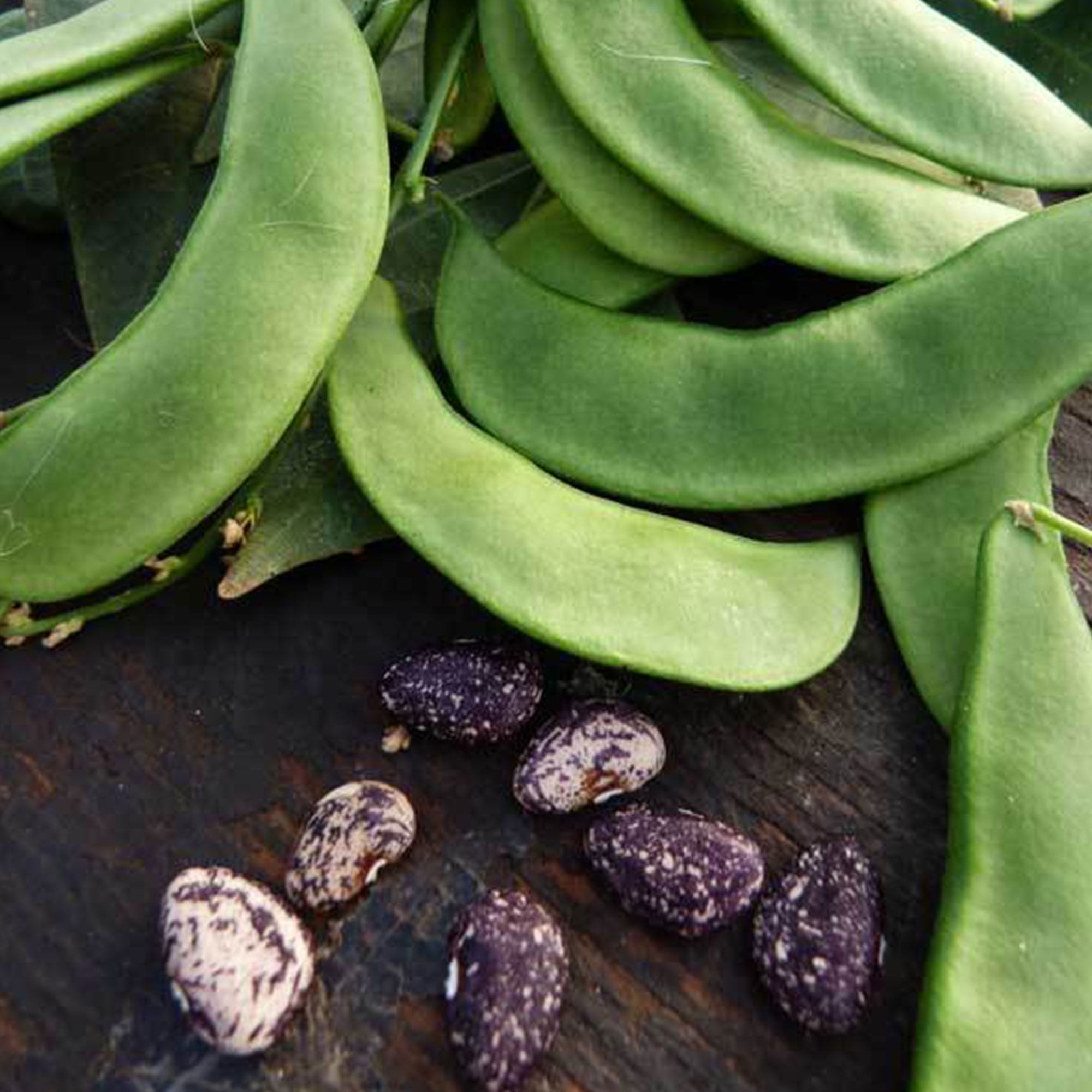 JACKSON WONDER bush speckled lima beans, 50 ORGANIC Heirloom Seeds,nongmo.