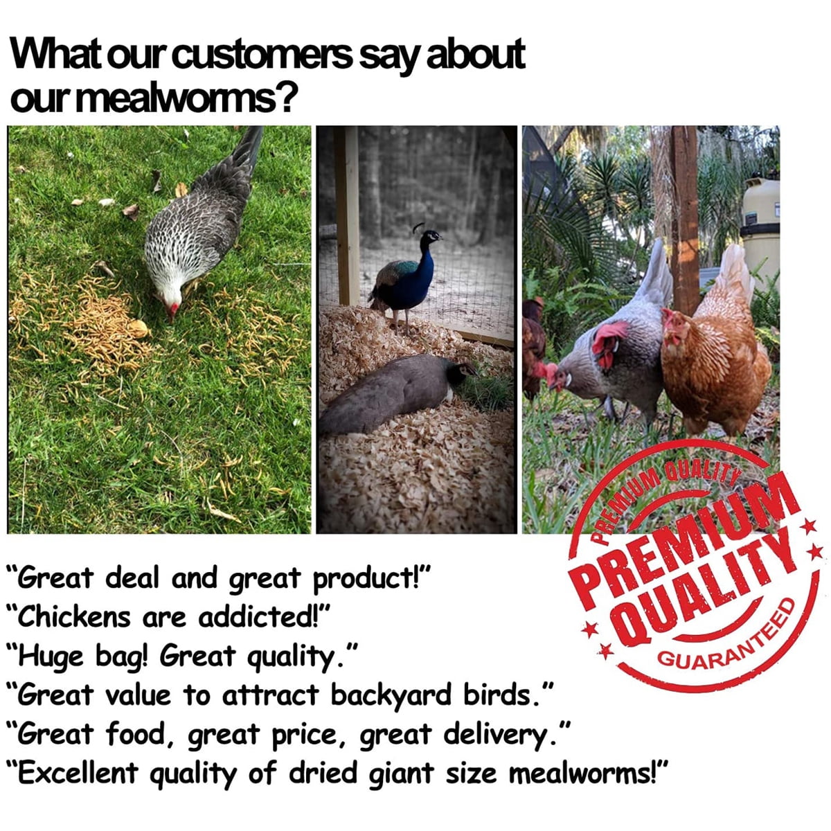 Amzey Freeze-Dried Appetizing Mealworms, 100% Natural Non GMO, Bird Food, Chickens Treats, Parakeet Food, Wild Birds Food, 22 lbs（11 lb/2Bags）