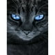 thumbnail image 1 of Kit de pintura de resina de diamante redondo de taladro completo con imagen de diamantes de imitación de gato afilado 5D DIY Likrtyny Arte deco, 1 of 9
