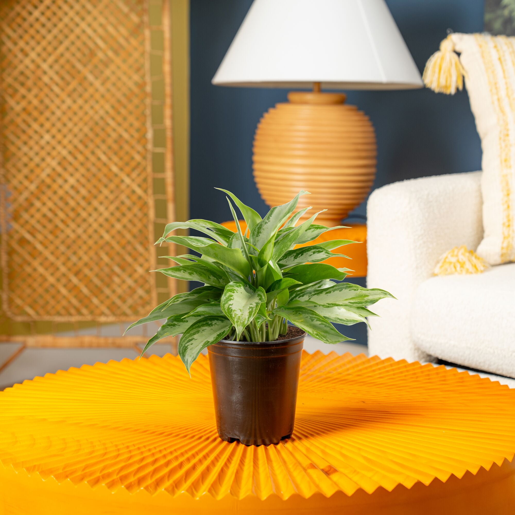 parlor palm cats Parlor Palm | Tropical Indoor Plants & Houseplants Delivery