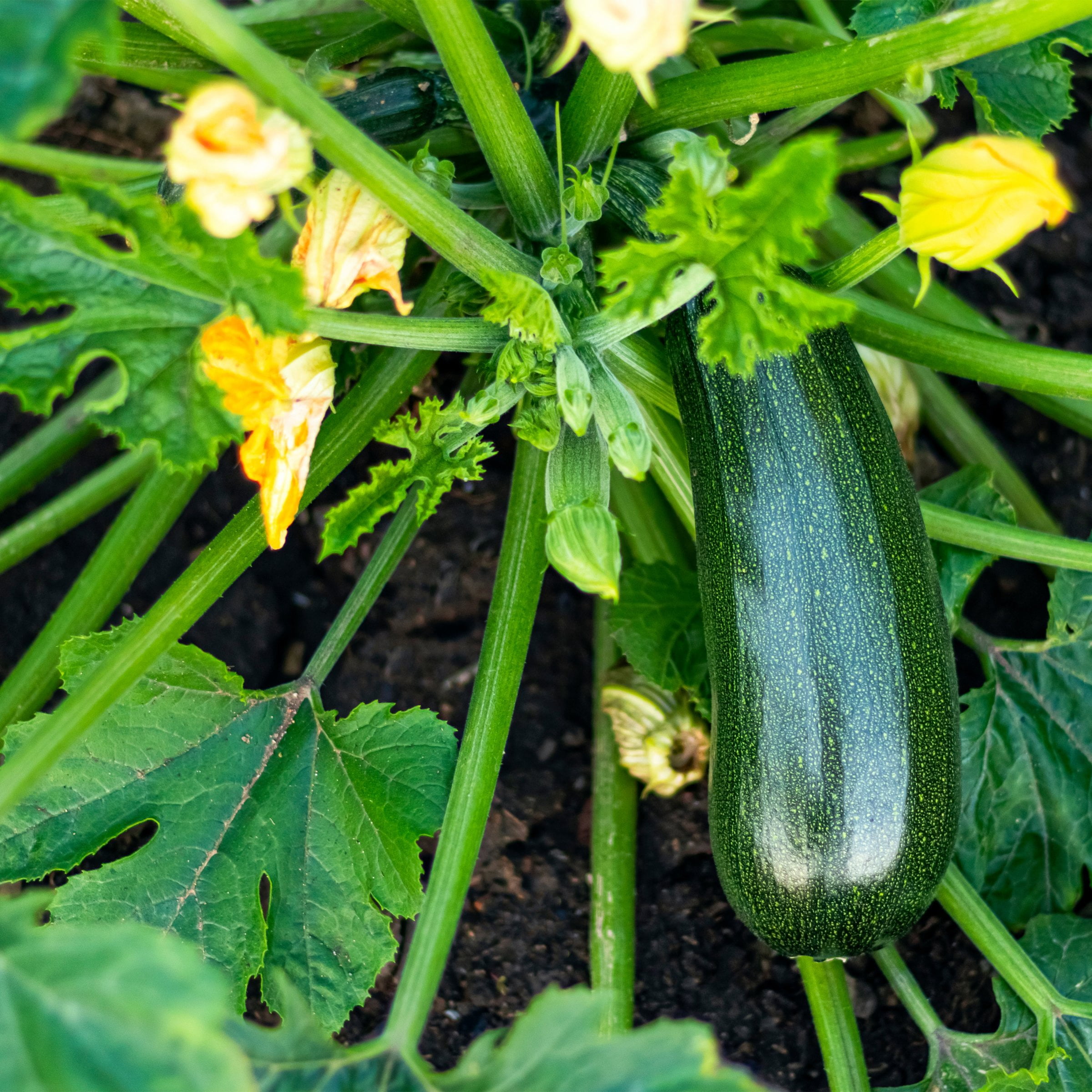 2.5 in. Live Vegetable Black Beauty Zuchinni Plant (3-Pack)