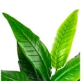 thumbnail image 5 of Northlight 4.25' Unlit Green Artificial Traveller's Tree with Black Pot, 5 of 7