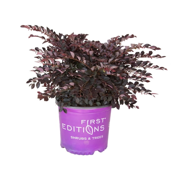 Expert Gardener Crimson Fire Dwarf Loropetalum (3 Gallon) Flowering Evergreen Shrub with Purple Foliage - Full Sun Live Outdoor Plant