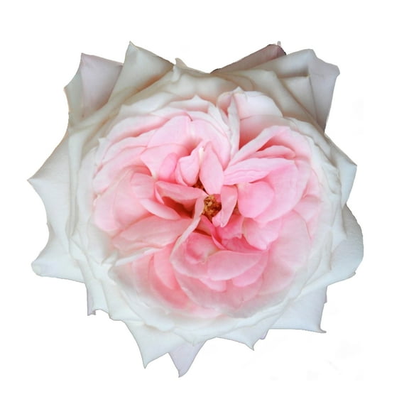 Bloomingmore Fresh Cut Flowers, 36 Count, White Roses