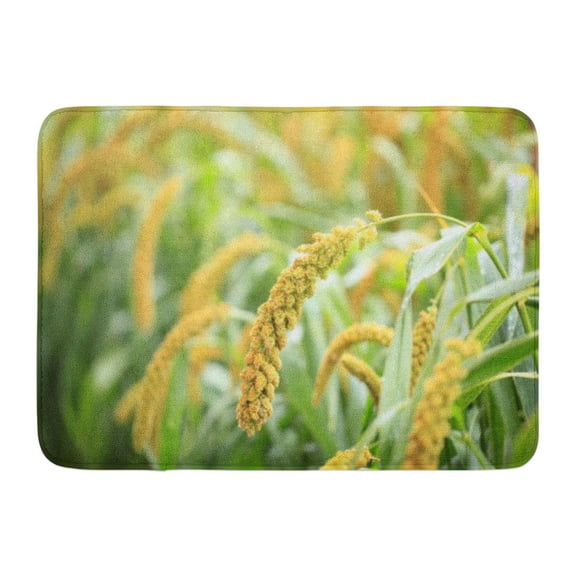 GODPOK Cereal Green Field Foxtail Millet Agriculture Corn Rug Doormat Bath Mat 23.6x15.7 inch