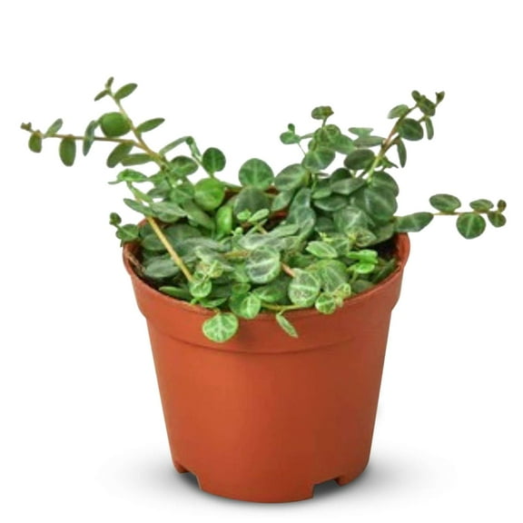 Peperomia Prostrata String of Turtles Live Plant for Indoor | Different Houseplants in 4'' & 6'' Pot | Real House Plant for Living Room, Office, Desk & Bathroom | Peperomia Prostrata