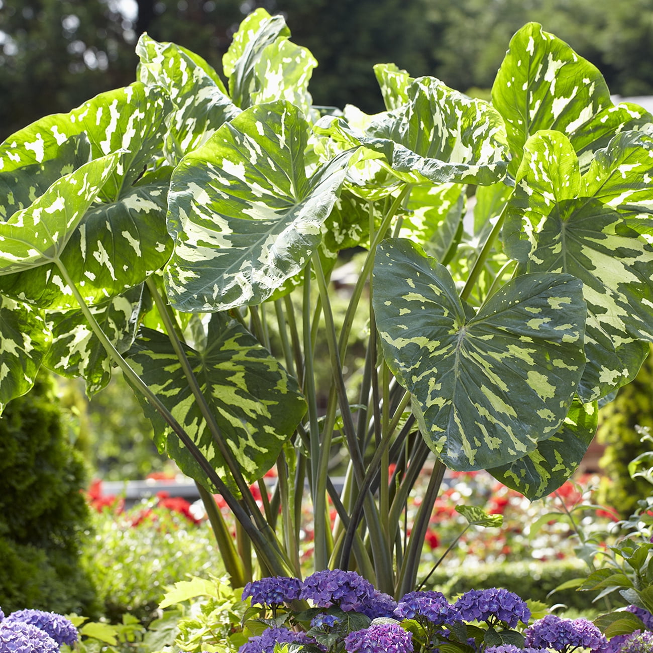 Van Zyverden Elephant Ear Hilo Beauty Dormant Bulb Partial Sun; 36hrs