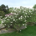 thumbnail image 3 of Carlescephalum Viburnum Live Shrub-1 Gallon Bareroot, 3 of 5