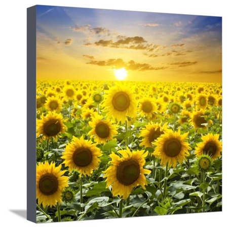 Summer Landscape: Beauty Sunset over Sunflowers Field Stretched Canvas Print Wall Art By nadiya_sergey