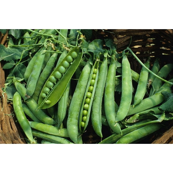 Green Arrow Pea Seeds - 100 Count Seed Pack - Non-GMO - A shelling Pea Variety That is Very Easy to Grow and thrives in Cold Weather. Excellent for Canning or Freezing. - Country Creek LLC