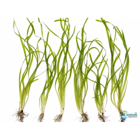Italian Vallisneria Spiralis Live Aquarium Plants - 6 Pack
