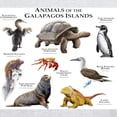 thumbnail image 3 of CafePress - Animals Of The Galapagos Islands Light T Shirt - Men's Classic Graphic T-Shirt, 3 of 4