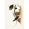 thumbnail image 2 of Gould, John 13x18 Black Modern Framed Museum Art Print Titled - White-rumped Wood Swallow, 2 of 4