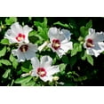 thumbnail image 2 of 1000 Graines de ROSE de SHARON HIBISCUS Syriacus Arbuste, 2 of 11