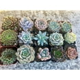 thumbnail image 4 of Assorted Rooted Premium Rosette Succulents in 2" Planter Pots with Soil (Pack of 15), 4 of 4