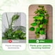 thumbnail image 4 of 12 estacas de soporte para plantas, estacas ajustables de un solo tallo de 17.7 pulgadas con clip y tubo de conexión para orquídea, rosa, tomate, 4 of 6