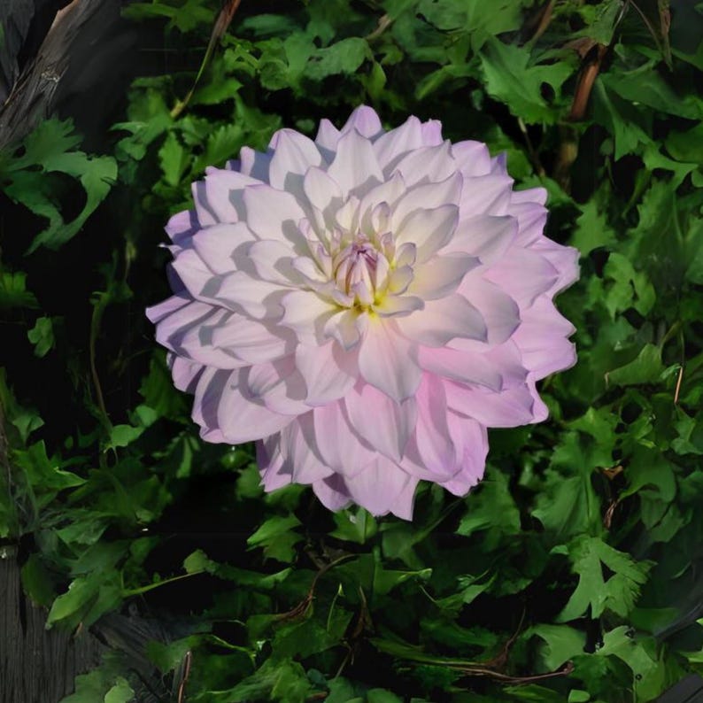 40 Seeds Mikayla Dahlia Seeds - Pollinator Friendly,, Heirloom Flower Seeds Mix for Gardens