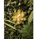thumbnail image 3 of Plantas Suculentas Artificiales Plantas Decorativas 21pcs Xtellar verde, 3 of 3