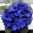 thumbnail image 2 of Live African Violet Plant in 4" Pot, Blue Blooms, Colorful Flowering Houseplant for Planting Indoors, 2 of 5