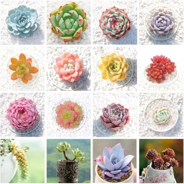 100pcs Mix Rare Succulent Seeds for Planting, DIY Bonsai Ornamental Plant, Non-GMO Open Pollinated Seeds Succulent Plant Seeds