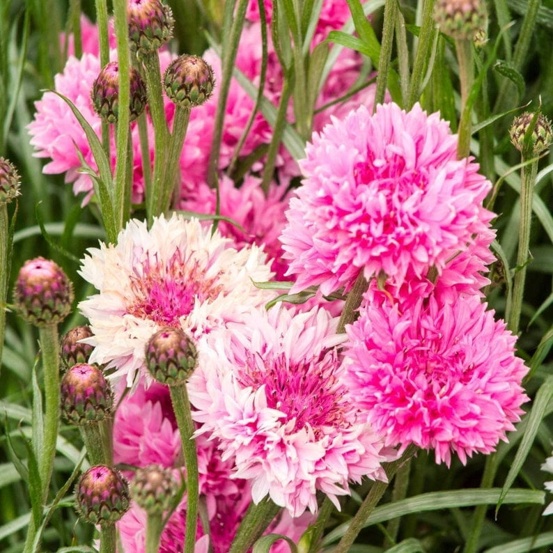 30 Tall Red Cornflower Seeds - - Perennial Flower Seeds for Asian Garden - Pink Rose Blooms