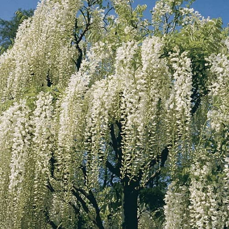 5 White Flowering Wisteria Seeds for Bonsai - Wisteria sinensis Alba, Easy  to Grow, CZ Grain Guaranteed - Walmart.com