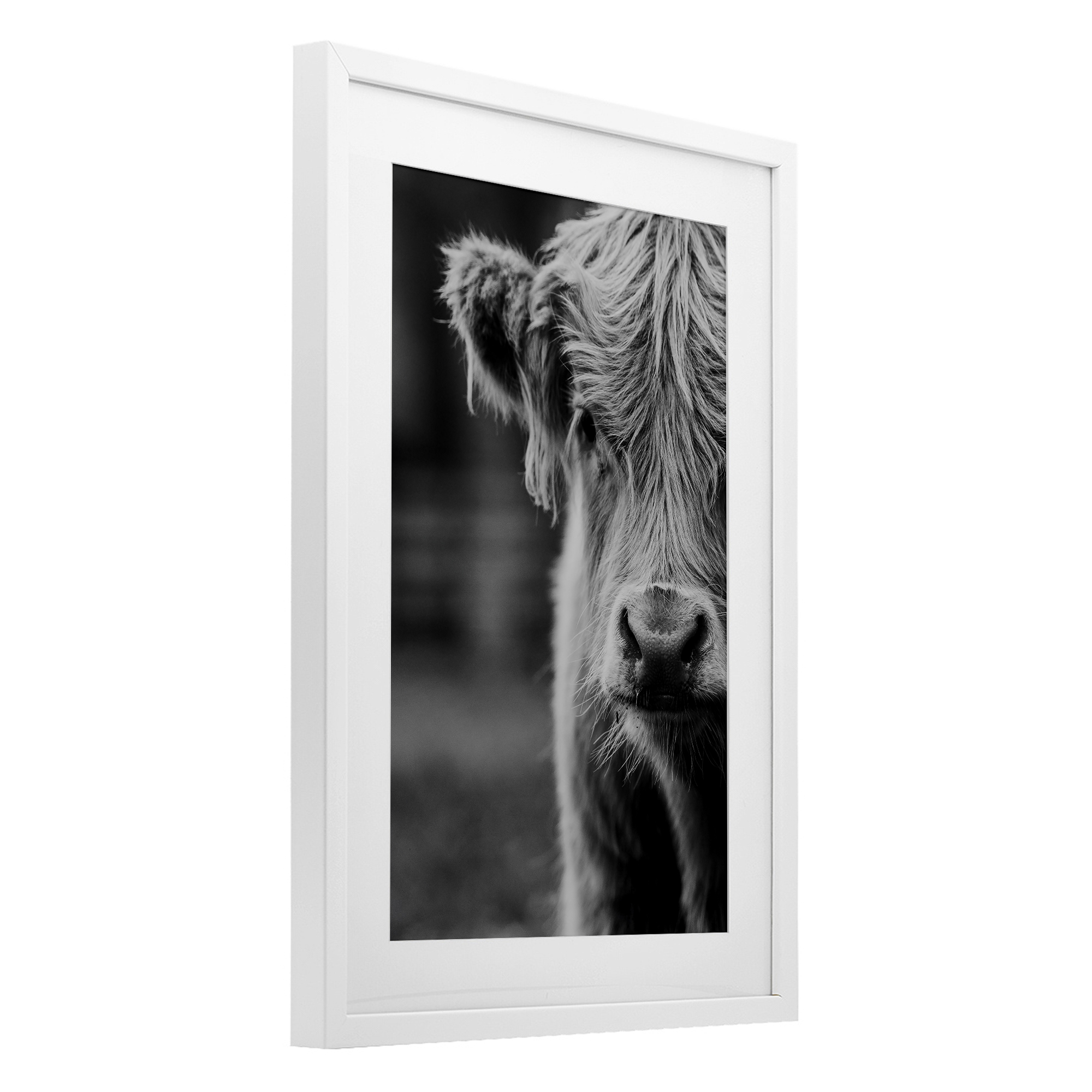 Baby Cow Face White Framed Print Under Glass, design by Amy Carroll
