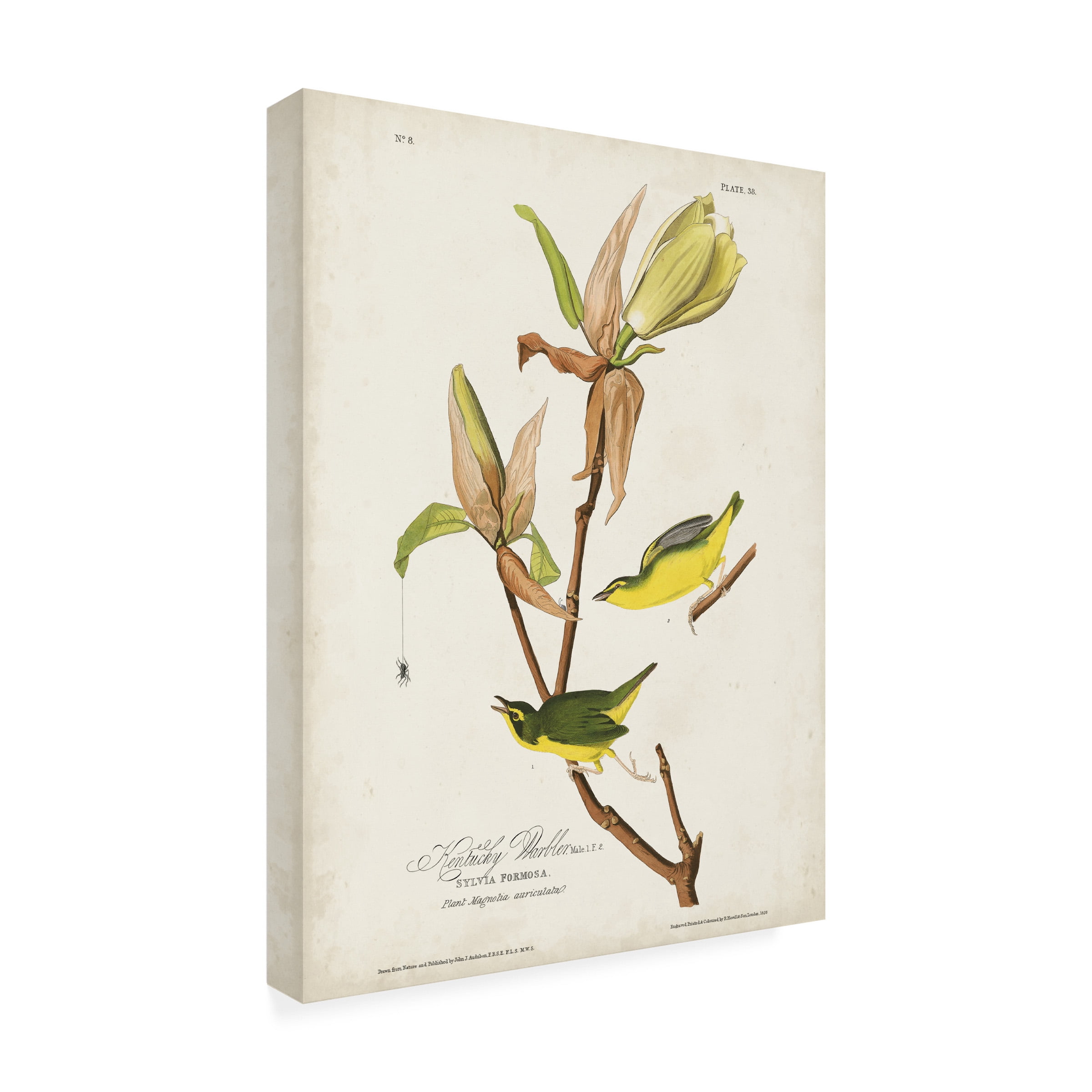 John James Audubon 'Kentucky Warbler' Canvas Art